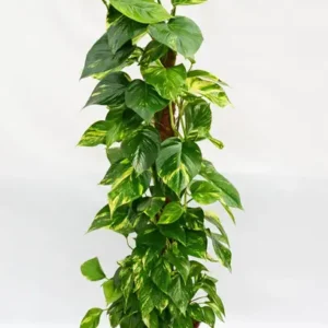 DEY CRAFT Money Plant (Hybrid, Pack of 1)